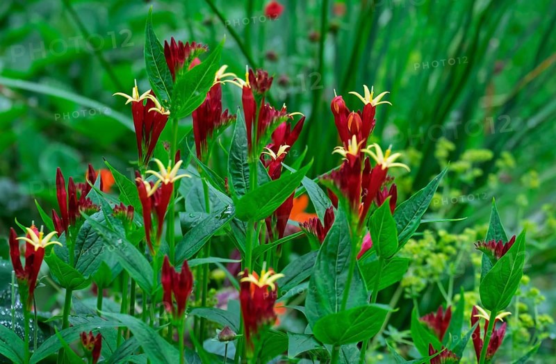Fire gentian (Spigelia marilandica), Netherlands