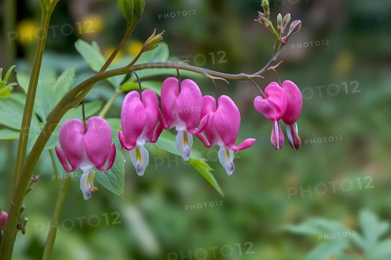 Watering heart (Lamprocapnos spectabilis), Netherlands