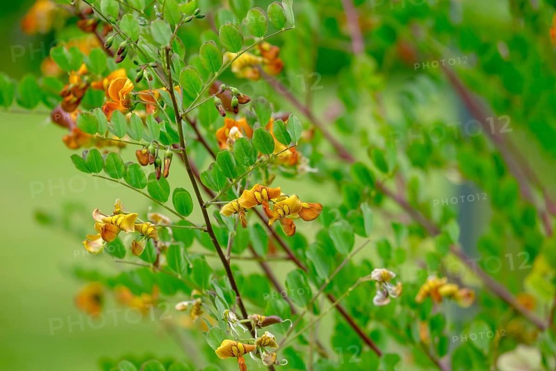 Bladder senna (Colutea arborescens) or common bladderwort, Netherlands