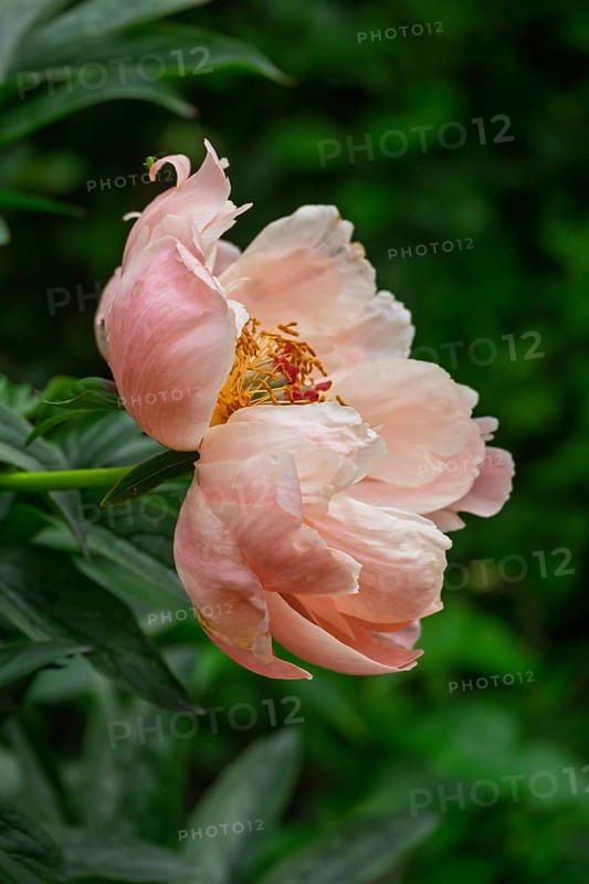 Peony (Paeonia), salmon-coloured, Münsterland, North Rhine-Westphalia, Germany
