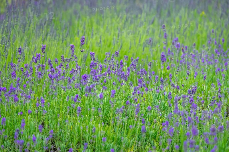 Flowering lavender (Lavandula), Netherlands