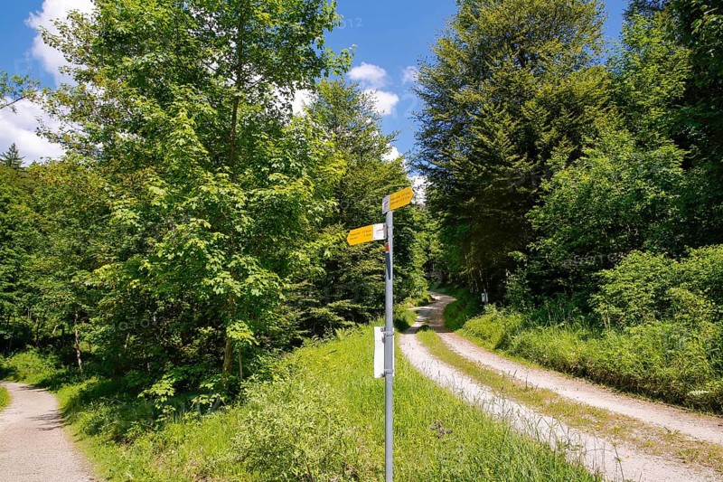 Path to the Zellerhorn, hiking, signposts, signs, deciduous trees, Albtrauf, boundary between Hechingen and Albstadt-Onstmettingen, Zollernalbkreis, Baden-Württemberg, Germany