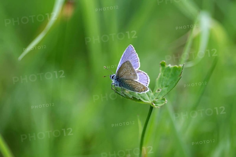 Hauhechel blue butterfly (Polyommatus icarus), male, blue, green, meadow, close-up, North Rhine-Westphalia, Germany, upper and lower side of the wings of the blue butterfly are clearly visible