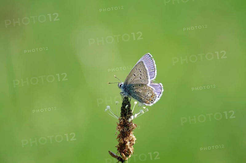 Blue butterfly (Polyommatus icarus), male, blue, green, meadow, close-up, North Rhine-Westphalia, Germany, The male of the blue butterfly is sitting on the flower of ribwort plantain