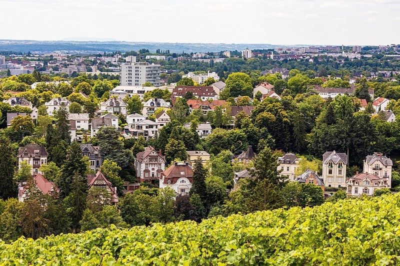 View from the Neroberg over the vineyard and villas from the Wilhelminian era in Wiesbaden, Hesse, Germany