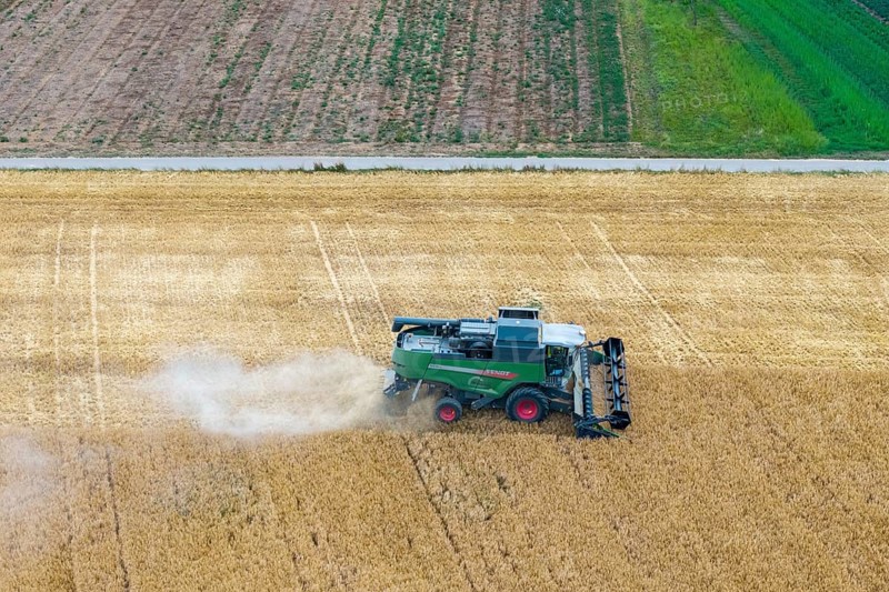 A combine harvester drives through a cornfield and harvests the grain in a green landscape