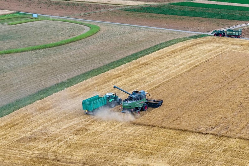 A combine harvester with a tractor and trailer harvesting together on a cornfield