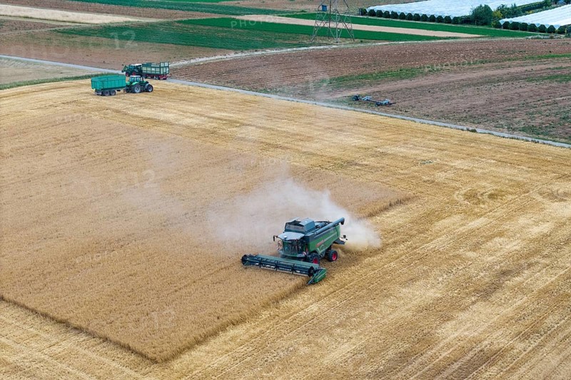 A combine harvester harvesting on a grain field surrounding the field while dust rises, tractor, basket in the Rems Valley, Baden-Württemberg, Germany