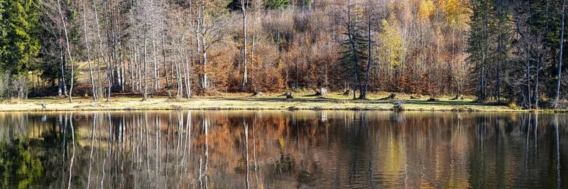 Late autumn, water reflection in moor pond, autumn, near Oberstdorf, Oberallgäu, Allgäu, Bavaria, Germany