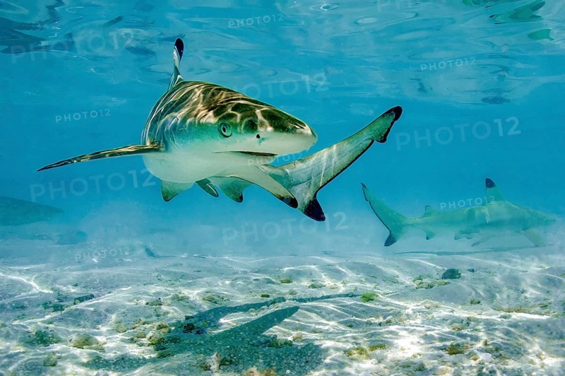 Juvenile young blacktip reef shark (Carcharhinus melanopterus) swims across sand in shallow lagoon off beach on Maldives island, Indian Ocean, Maldives