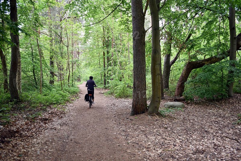 Female cyclist in the beech forest of Jasmund National Park on Rügen, Mecklenburg-Western Pomerania, Germany