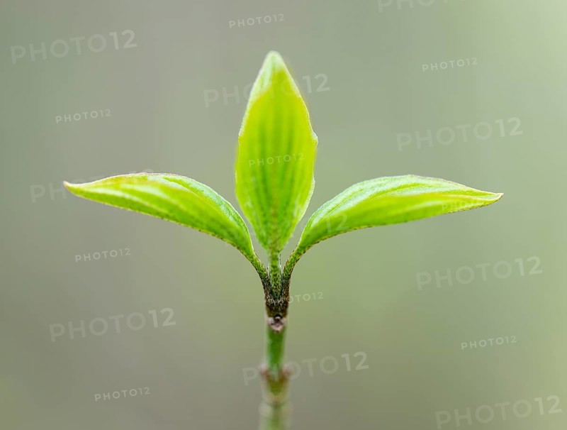 Red dogwood (Cornus sanguinea), young leaves, fresh leaf shoots, Lower Saxony, Germany