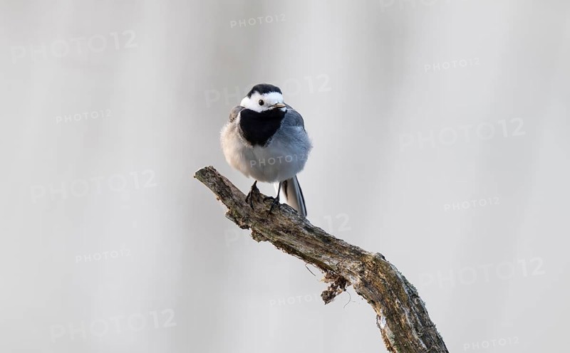 Wagtail (Motacilla alba) standing on a branch, Lower Saxony, Germany