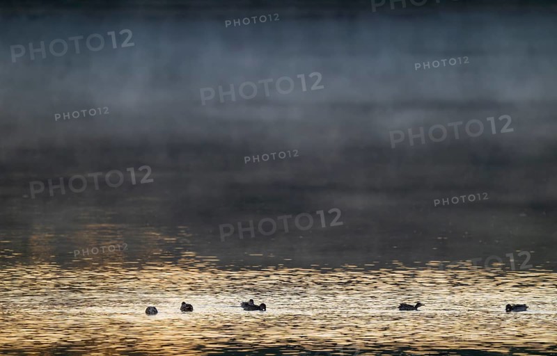 Crickente (Anas crecca), crickenten looking for food on a lake, morning light, clouds of fog, Lower Saxony, Germany