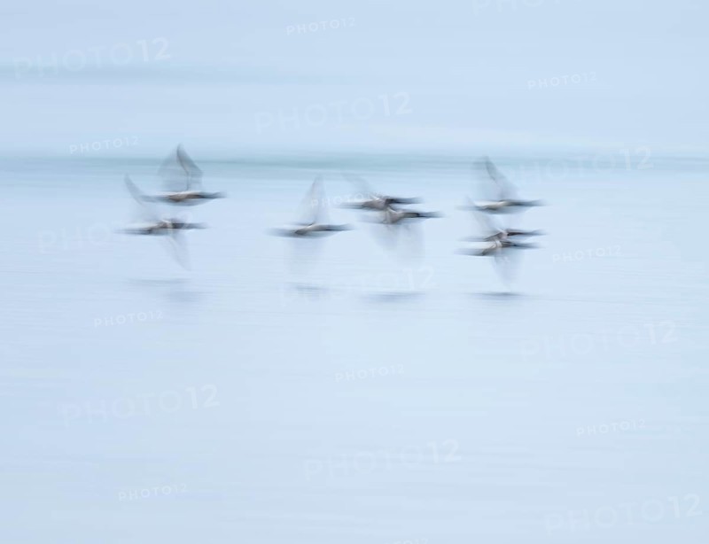 Heron duck (Aythya fuligula), heron flying over a lake, motion blur, long exposure, pull, mopping effect, Lower Saxony, Germany