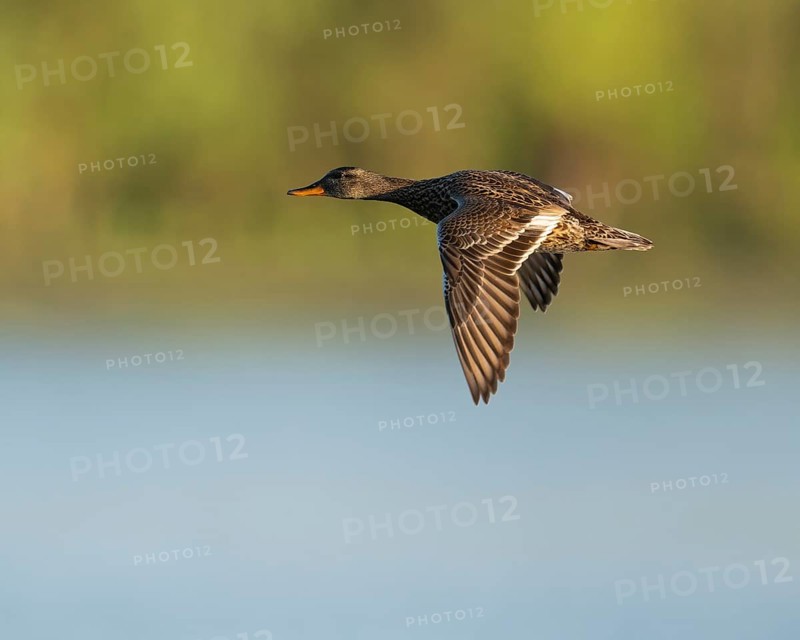 Schnatter duck (Mareca strepera), female flying across a lake, Lower Saxony, Germany