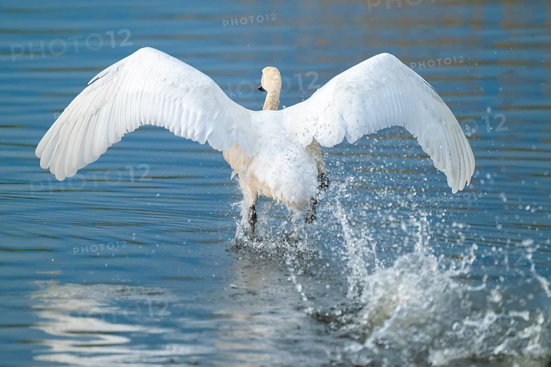 Humped swan (Cygnus olor) takes off from a lake, blue water, Lower Saxony, Germany
