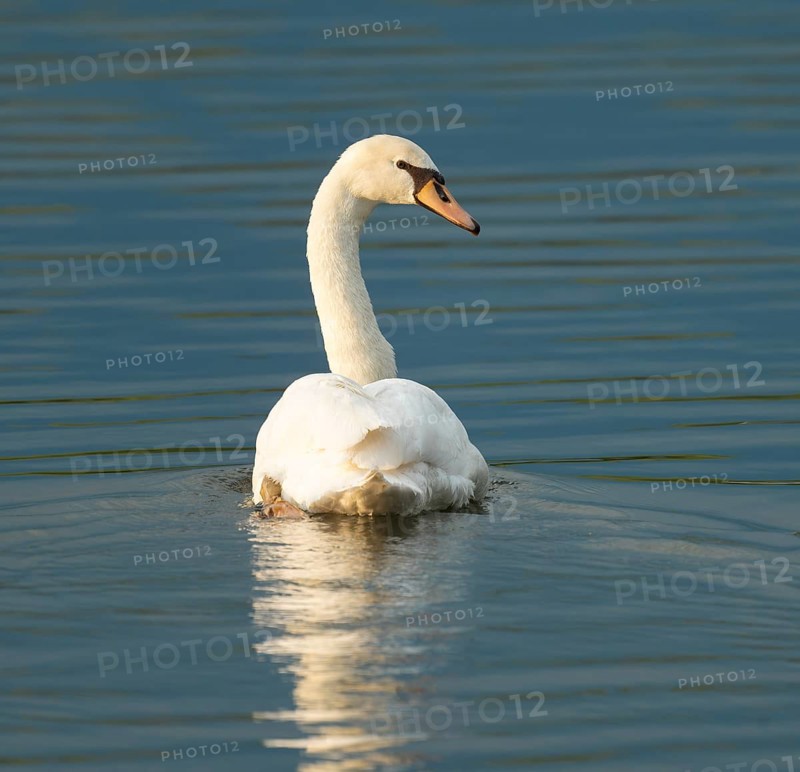 Silted swan (Cygnus olor) swimming on a lake, blue water, Lower Saxony, Germany