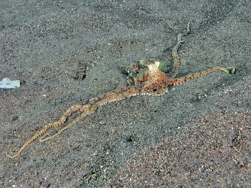 A marbled octopus (Amphioctopus aegina) spreads on sandy seabed. Puri Jati Dive Site, Umeanyar, Bali, Indonesia