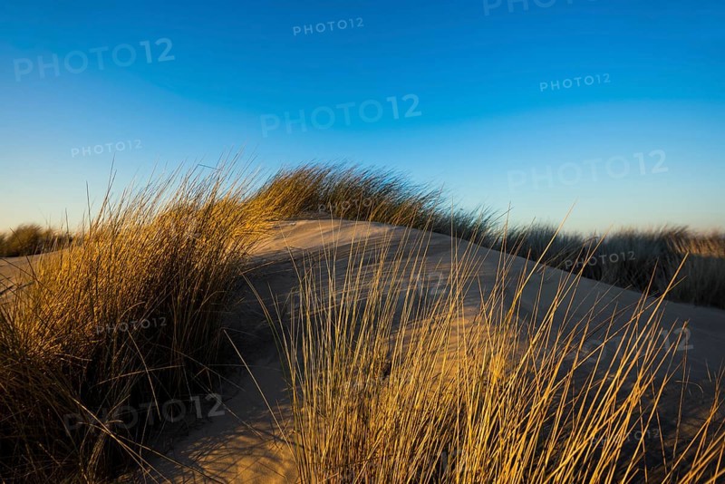 Dunes and blue sky in winter, sunset, Spiekeroog, East Frisian Islands, Lower Saxony, Germany