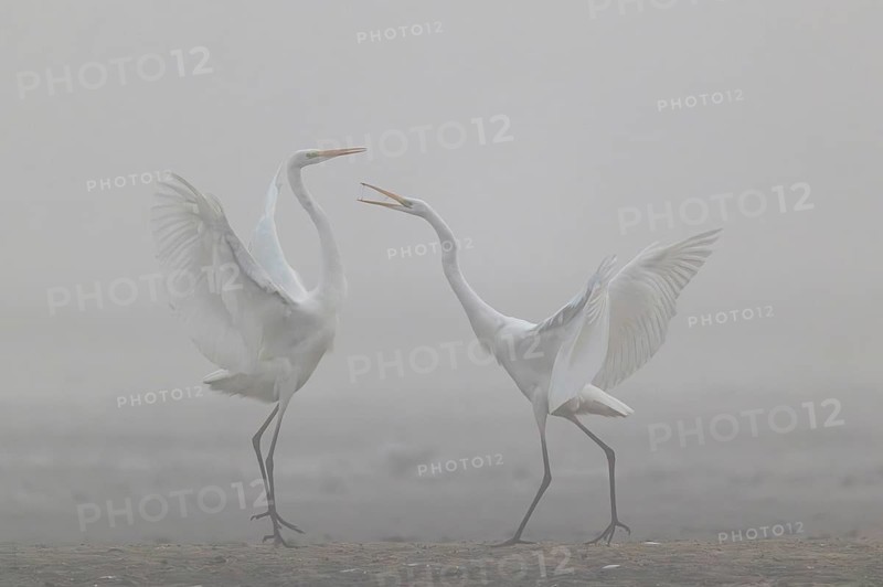 Great Egret, (Egretta alba) Warring Great Egret in the Mist, Lusatia, Saxony, Germany