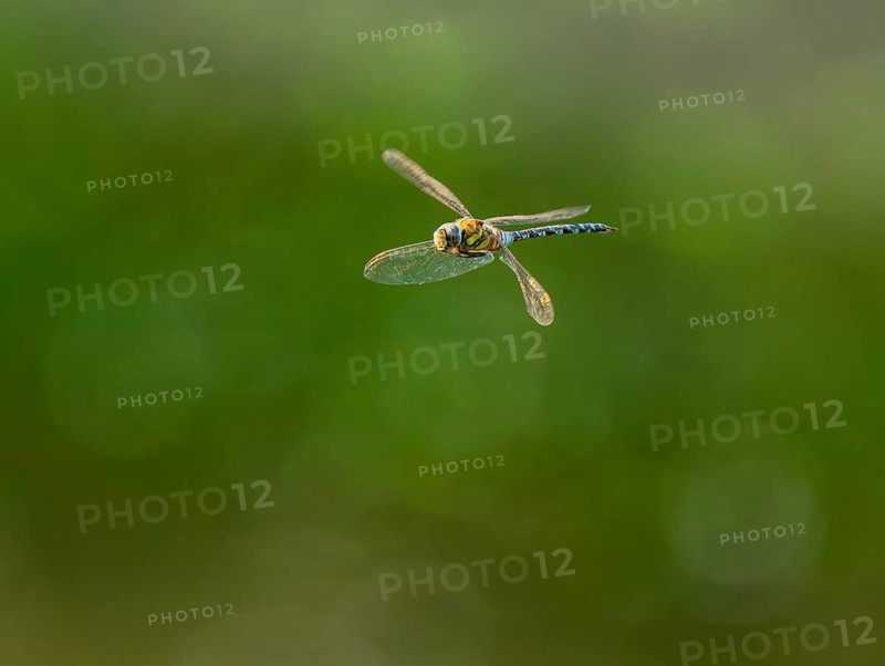 Blue-green mosaic maiden (Aeshna cyanea) flying, Lower Saxony, Germany
