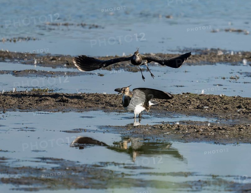 Lapwing (Vanellus vanellus), two lapwings attack each other in flight in the shallow water zone of a body of water, Lower Saxony, Germany