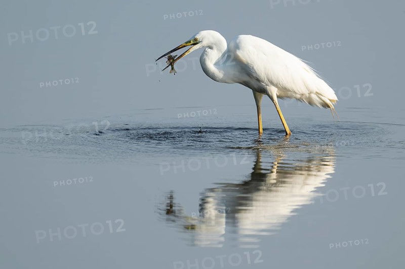 Great egret (Ardea alba) stands in the shallow water zone of a wetland with a fish in its beak, Lower Saxony, Germany