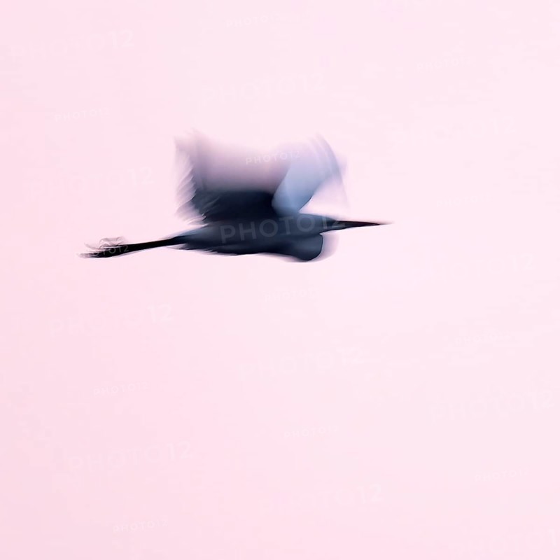 Great egret (Ardea alba) in flight, motion blur, long exposure, puller, wiping effect, Lower Saxony, Germany