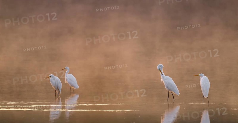 Great egrets (Ardea alba) stand in warm orange morning light in the shallow water zone of a lake during plumage, clouds of fog over the water, Lower Saxony, Germany