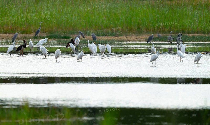 Great egret (Ardea alba) and black storks (Ciconia nigra) in the shallow water zone of a pond, behind gray heron (Ardea cinerea), Lower Saxony, Germany