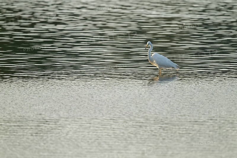 Great egret (Ardea alba) stands in the shallow water zone of a lake, Lower Saxony, Germany