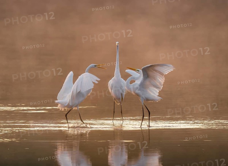 Great egrets (Ardea alba) stand in the warm orange morning light in the shallow water zone of a lake and quarrel, squabbles of fog over the water, Lower Saxony, Germany