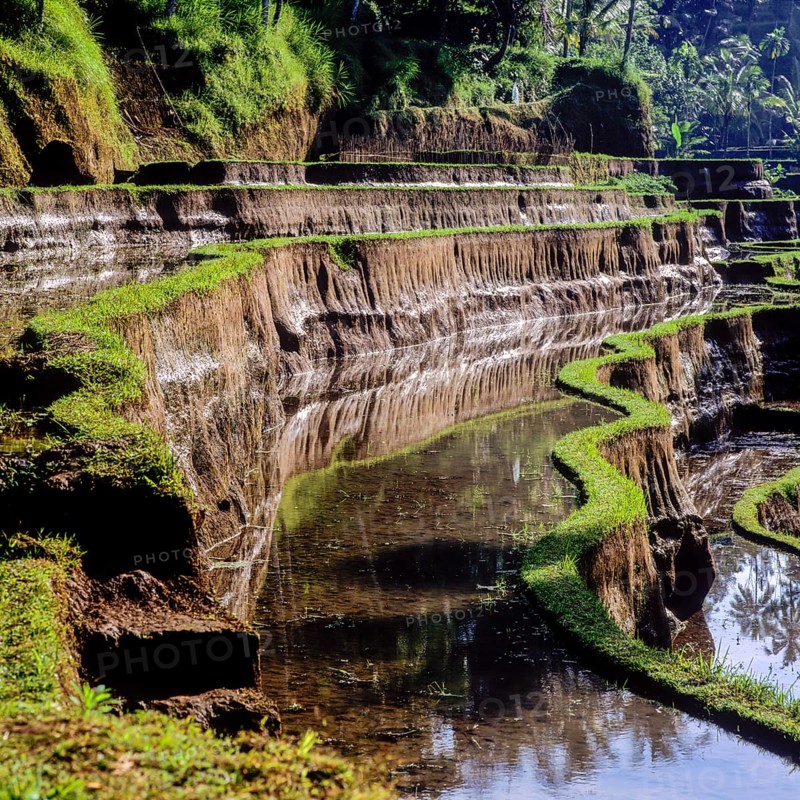 Terrace rice paddies rice paddies near Tegallalang, Bali, Indonesia
