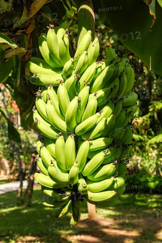 Banana trees, Bali, Indonesia