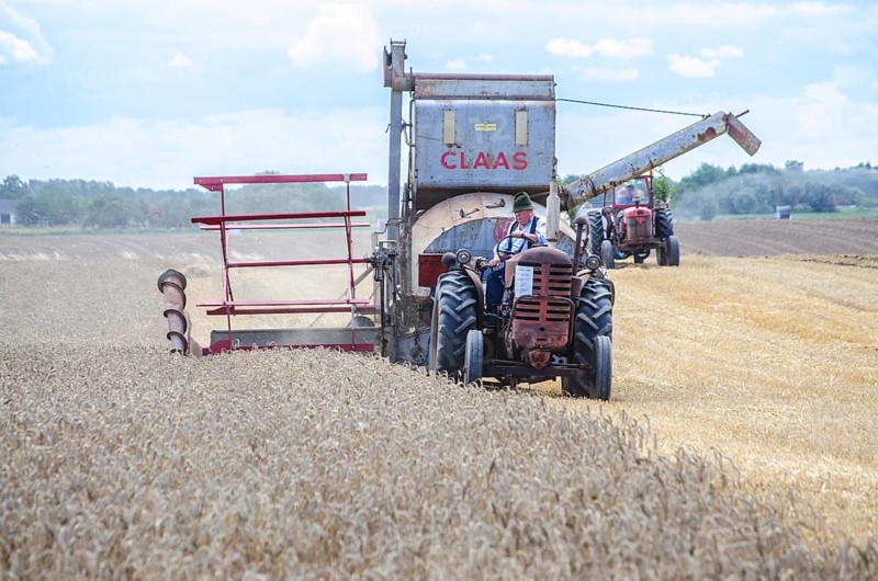 Older tractor-drawn Claas combine harvester harvesting wheat at old-fashioned harvest festival in Svenstorp, Ystad municipality, Skåne county, Sweden, Scandinavia