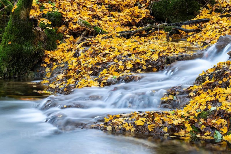 Sinterterrassen der Weißen Lauter, stream, maple leaves, water, autumn, Donntal, Gutenberg, Swabian Jura, Baden-Württemberg, Germany