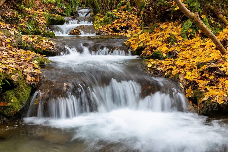 Small waterfall, sinter steps, maple leaves in autumn colors, Brühlbach, Maisental, Bad Urach, Swabian Alb, Baden-Württemberg, Germany