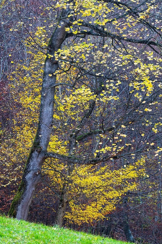 Ahron tree (Acer) in herb color, horse chestnut family (Hippocastanoideae), autumn, Donntal, Gutenberg, Swabian Jura, Baden-Württemberg, Germany