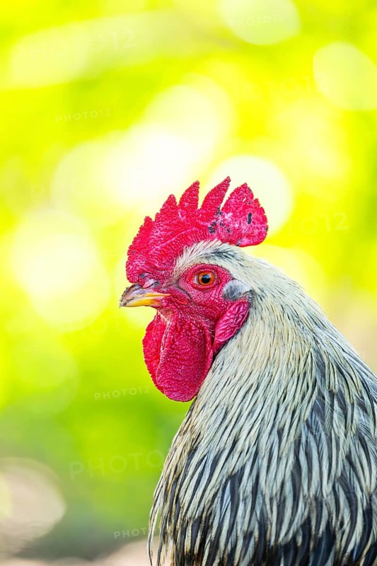 Domestic Chicken (Gallus gallus domesticus), portrait, Bavaria, Germany