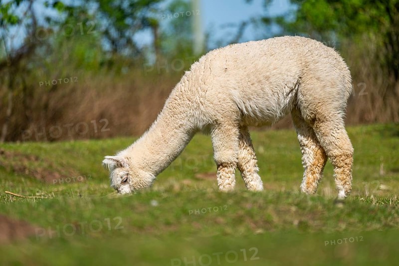 White Llama (Lama glama) standing on a meadow, Bavaria, Germany