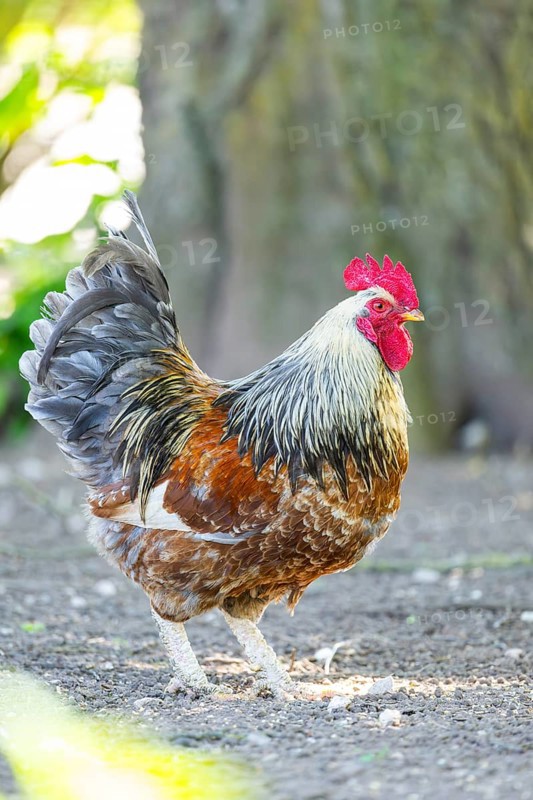 Domestic Chicken (Gallus gallus domesticus), rooster, standing on the ground, Bavaria, Germany