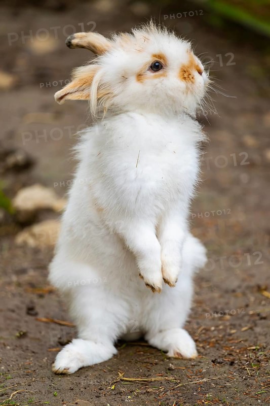 Domesticated rabbit (Oryctolagus cuniculus forma domestica) standing on the ground, Austria