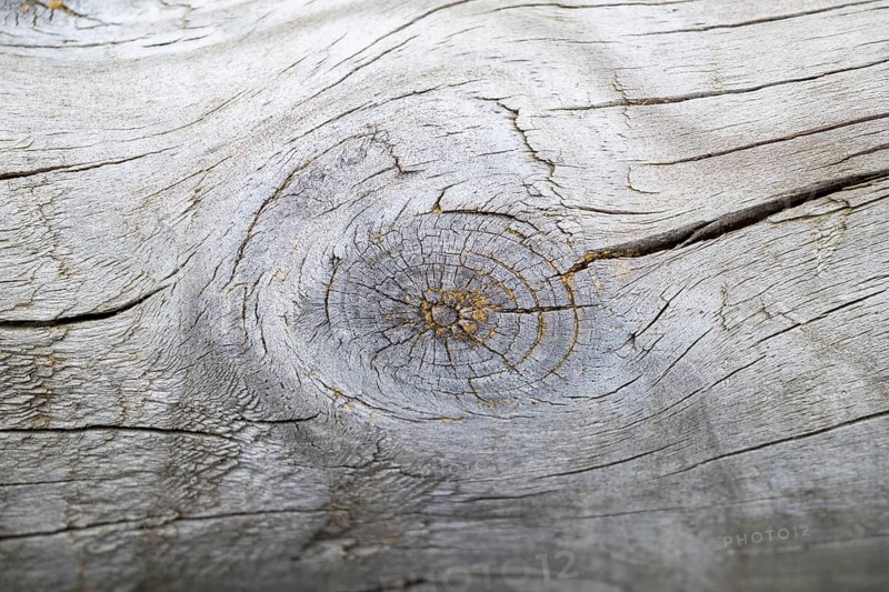 Close-up of a cut fruit in an old tree trunk, Bavaria, Germany