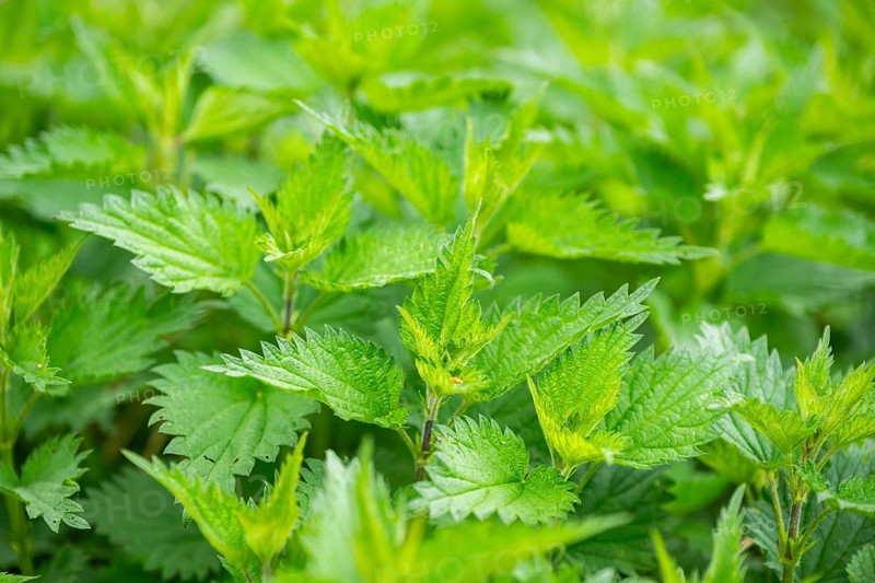 Common nettle (Urtica dioica), detail, spring, Bavaria, Germany