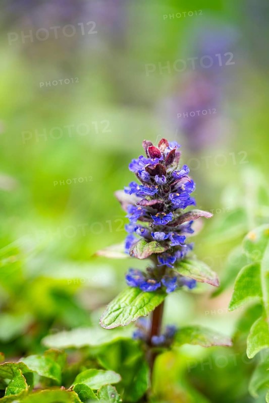 Bugle (Ajuga reptans) blossoms, detail, Bavaria, Germany