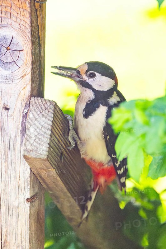 Great spotted woodpecker (Dendrocopos major) sitting on wooden slat, Austria