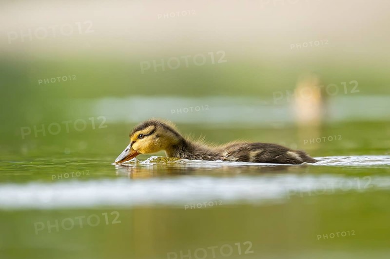 Wild duck (Anas platyrhynchos) chick swimming on a lake, Bavaria, Germany