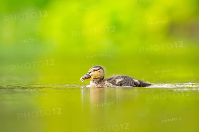 Wild duck (Anas platyrhynchos) chick swimming on a lake, Bavaria, Germany