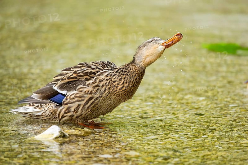 Wild duck (Anas platyrhynchos) female standing in a lake, Bavaria, Germany